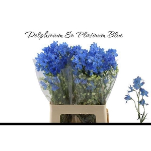 DELPH EN M PLAT BLUE