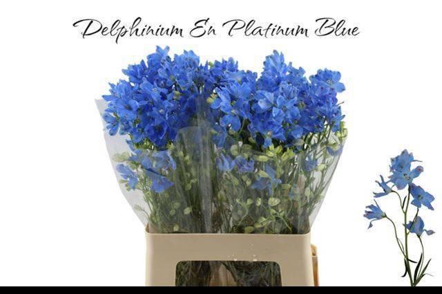 <h4>DELPH EN M PLAT BLUE</h4>