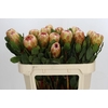 Protea Grandicolor