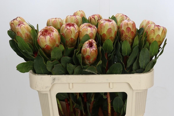 <h4>Protea Grandicolor</h4>