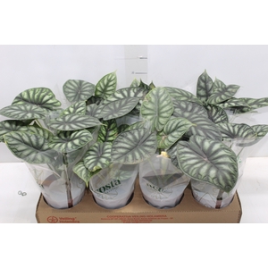 ALOCASIA DRAGON SCALE P12