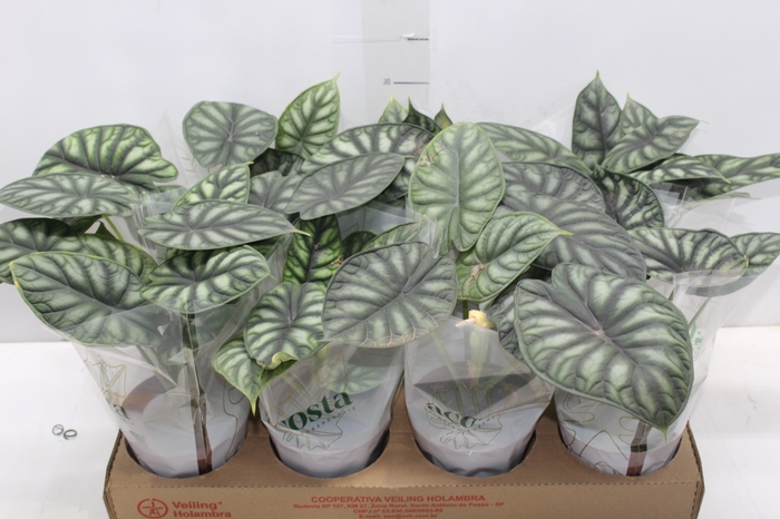 <h4>ALOCASIA DRAGON SCALE P12</h4>
