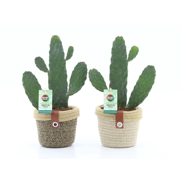 <h4>Opuntia rubescens Consolea in Noah Deluxe</h4>