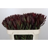 Leucadendron Saf Sunset Dark R.