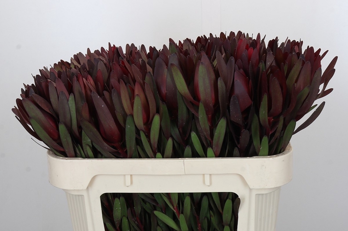 <h4>Leucadendron Saf Sunset Dark R.</h4>