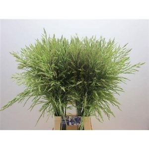 Siergras Panic Mi Umbrella Green