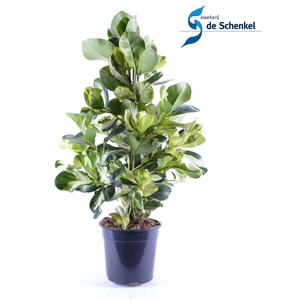 Clusia Rosea White Star