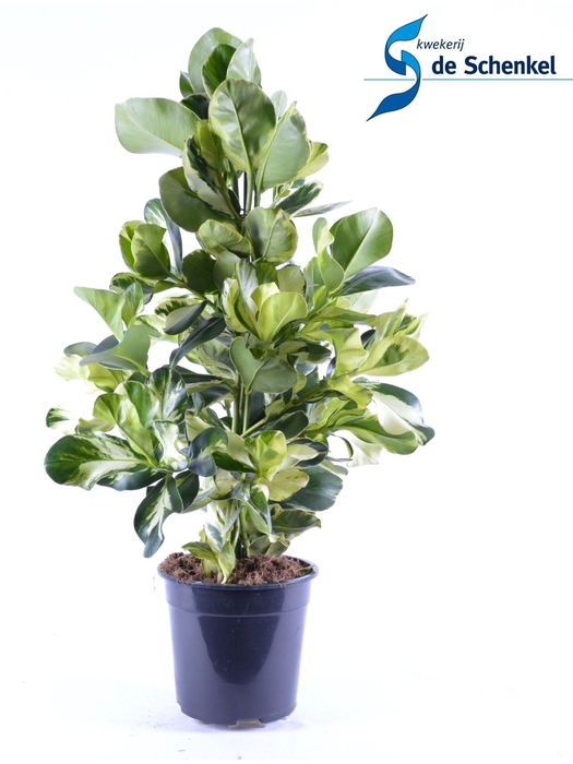 <h4>Clusia Rosea White Star</h4>