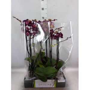 Phalaenopsis   ...red