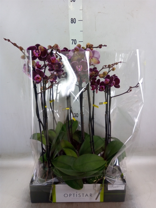 <h4>Phalaenopsis   ...red</h4>