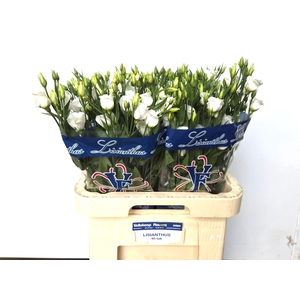 EUS E PICCO WHITE