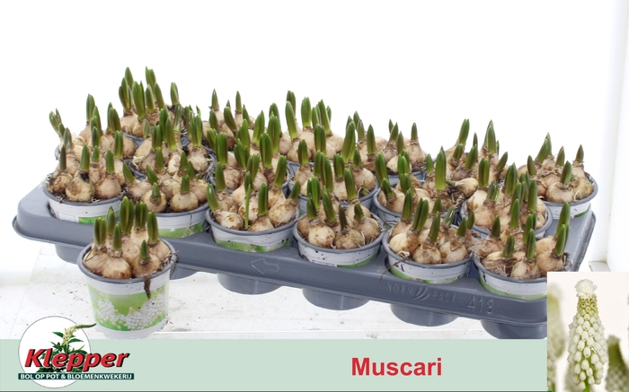 <h4>Muscar White Spear</h4>