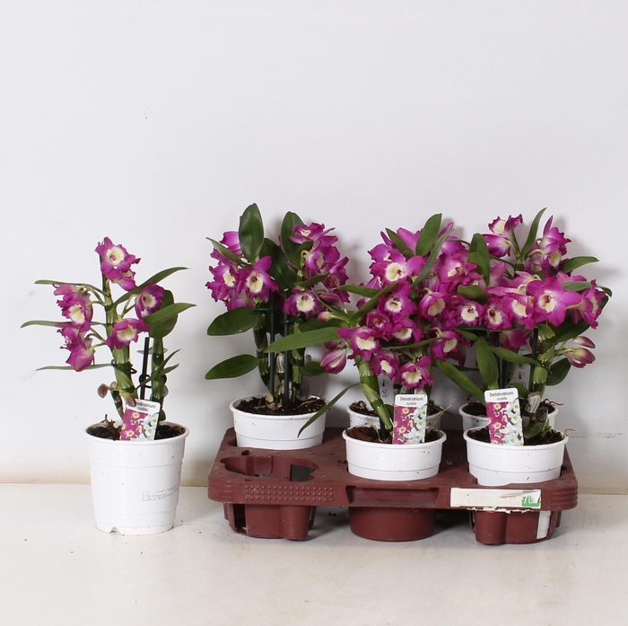 <h4>DEND NOBILE</h4>