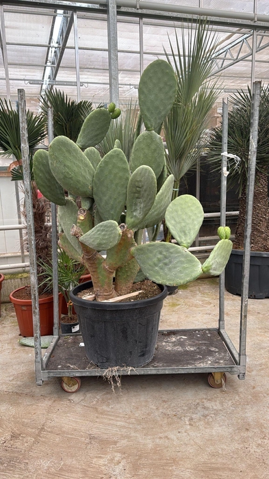 <h4>OPUNTIA</h4>