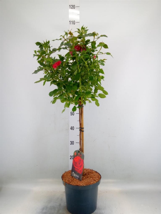 <h4>Rosa ST  ...</h4>