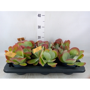 Kalanchoe NF thyrsiflora