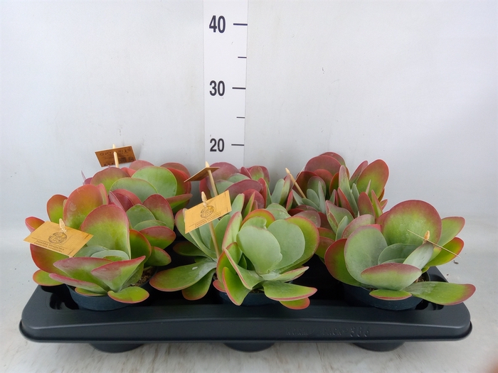 <h4>Kalanchoe NF thyrsiflora</h4>