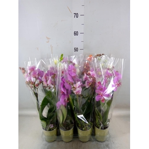 Phalaenopsis   ...mix