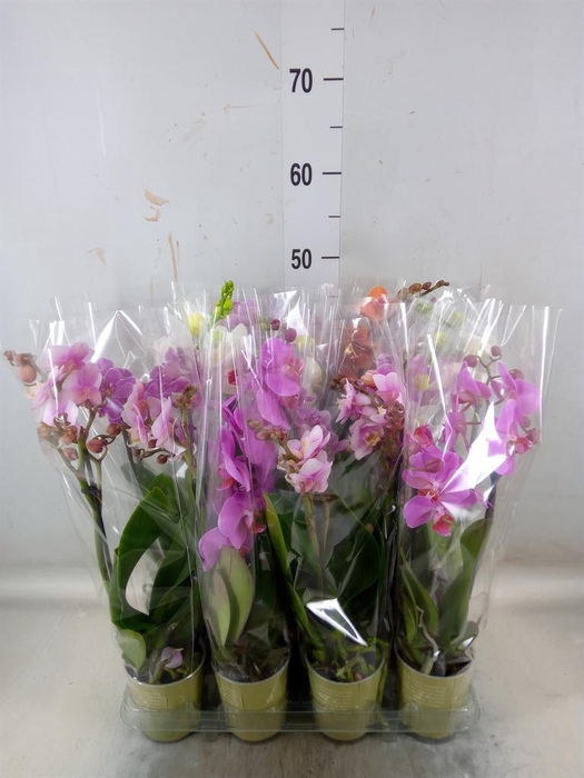 <h4>Phalaenopsis ...mix</h4>