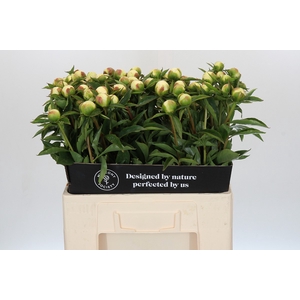 Paeonia Duchesse De Nemours