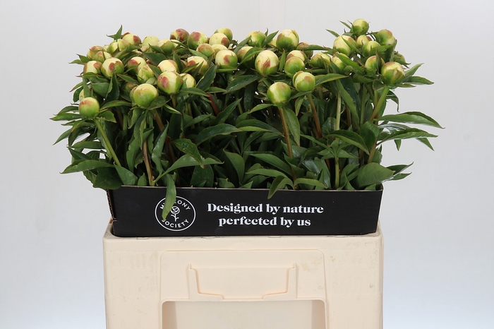 Paeonia Duchesse De Nemours