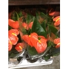 Anthurium Orange Champion 14cm