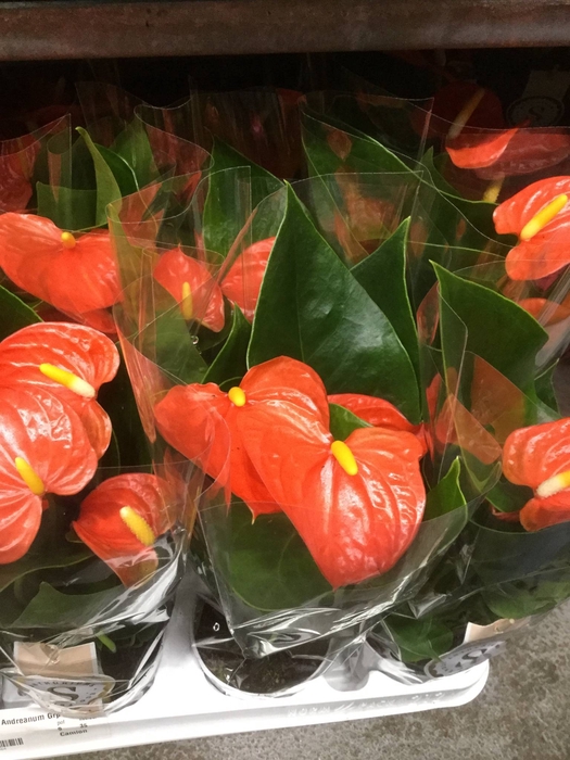 Anthurium Orange Champion 14cm