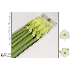 Hippeastrum White Sensation