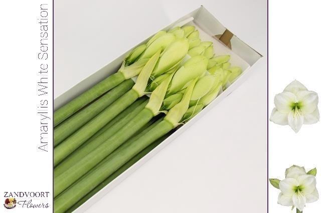 <h4>Hippeastrum White Sensation</h4>