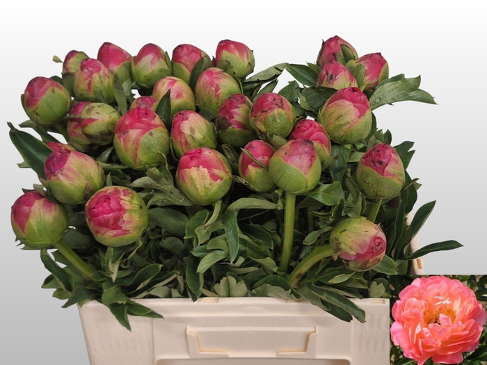 <h4>PAEO CORAL SUNSET</h4>