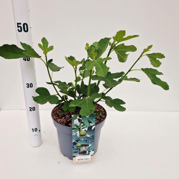<h4>Ficus carica Brown Turkey</h4>