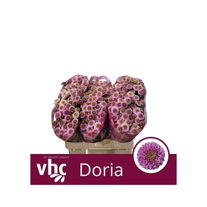 CHR S AAA DORIA