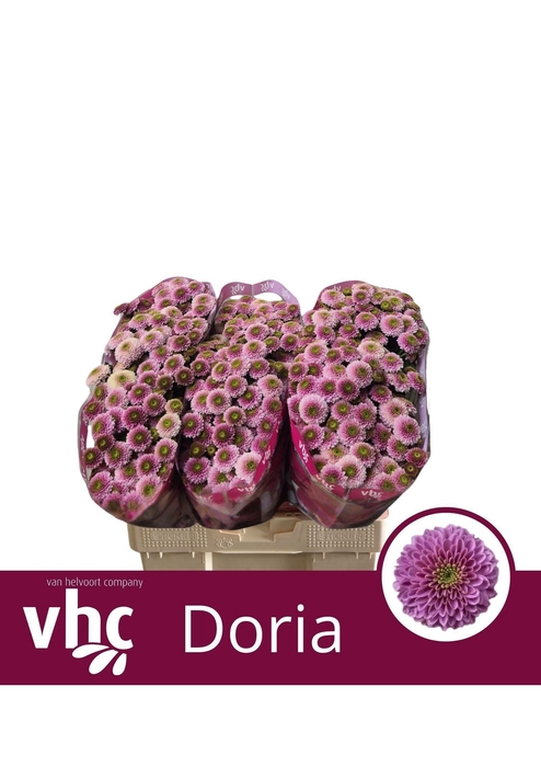<h4>CHR S AAA DORIA</h4>