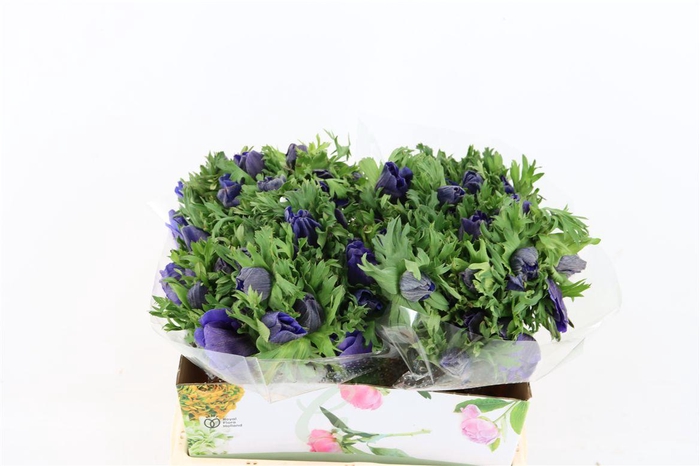 <h4>Anem Marianne Blue</h4>