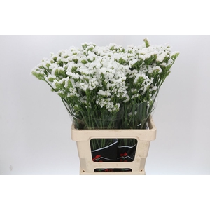 Limonium Statice Crystal White