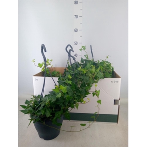 Hedera helix 'Wilco'