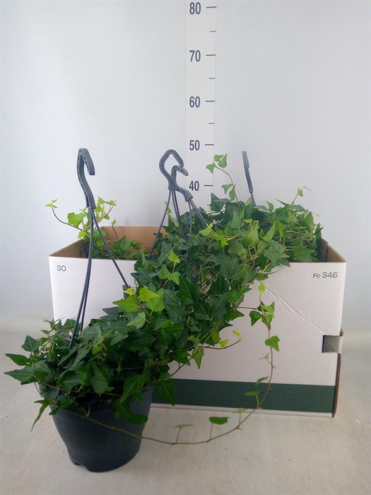 <h4>Hedera helix 'Wilco'</h4>