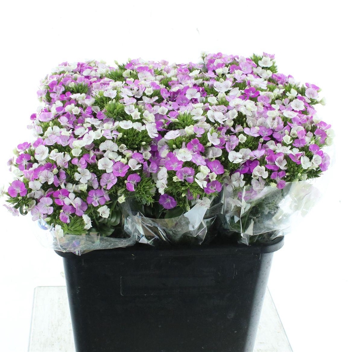 <h4>Di Barb Amazon Lavander</h4>
