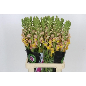 Antirrhinum Potomac Light Orange