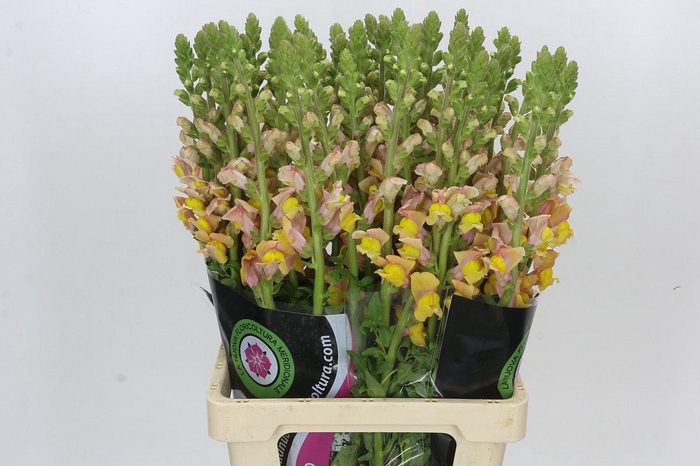 <h4>Antirrhinum Potomac Light Orange</h4>