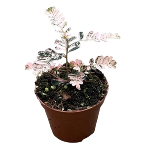 Phyllanthus Urinaria Variegata