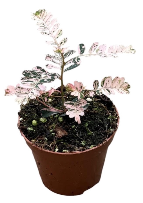 <h4>Phyllanthus Urinaria Variegata</h4>