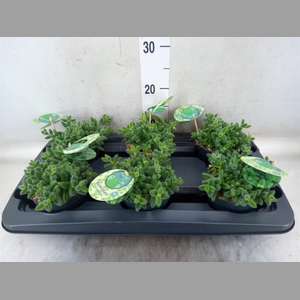 Delosperma echinatum