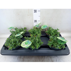 Delosperma echinatum