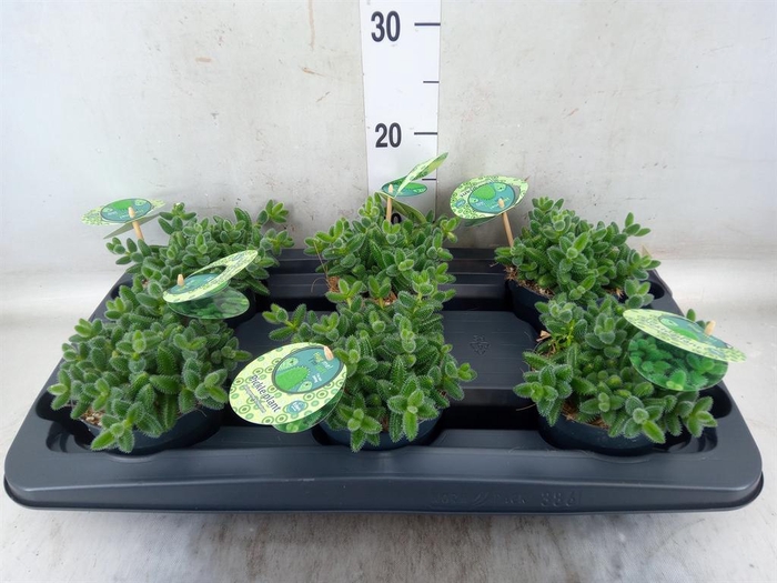 <h4>Delosperma echinatum</h4>