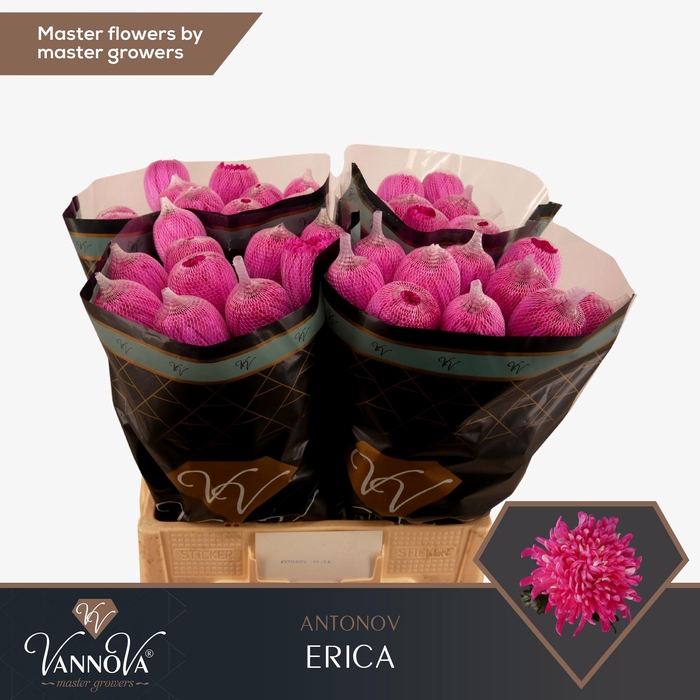 <h4>CHR G ANTONOV KLB H%</h4>