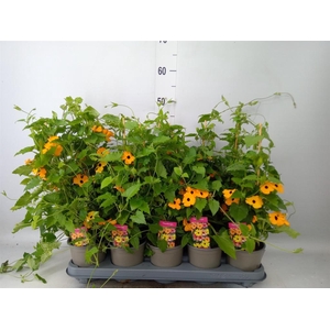 Thunbergia  'Suzie Orange wEye'