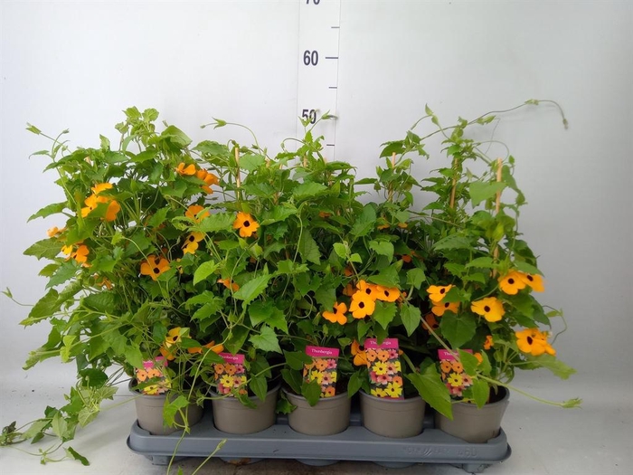 <h4>Thunbergia 'Suzie Orange wEye'</h4>