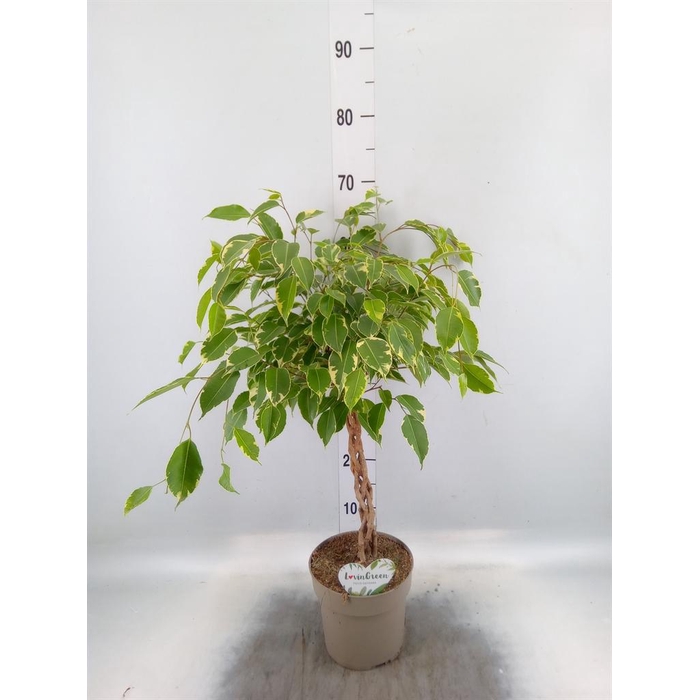 <h4>Ficus benja. 'Golden King'</h4>