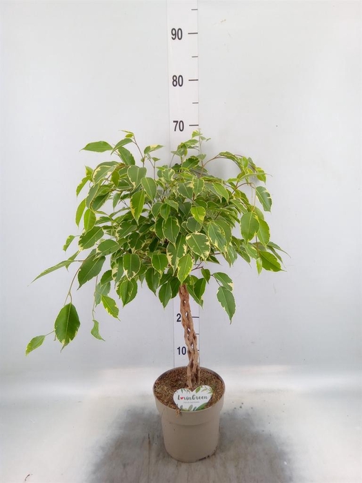 Ficus benja. 'Golden King'